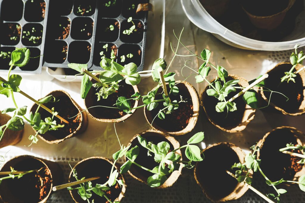 radish sprouts